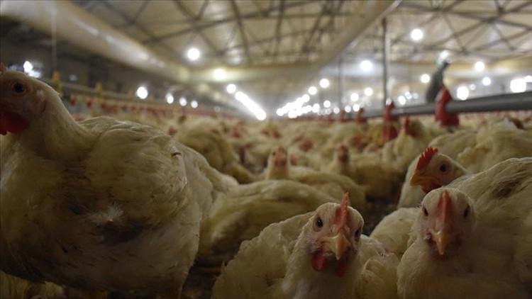 Gelişmeler: Tavuk İhracatı Şu Anda Durduruldu!