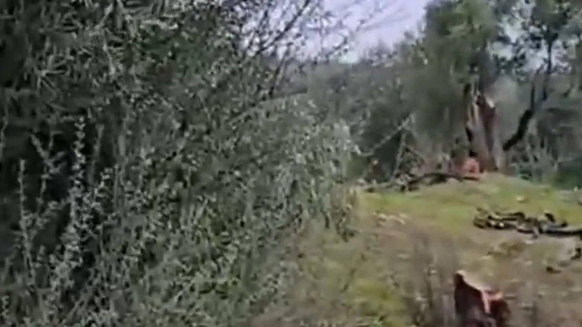 Bakan Yumaklı'dan CHP'nin Zeytin Ağaçları Üzerindeki Yıkıma Tepki! Çevre Duyarlılığı Rant Oyunlarının Gölgesinde Kaldı