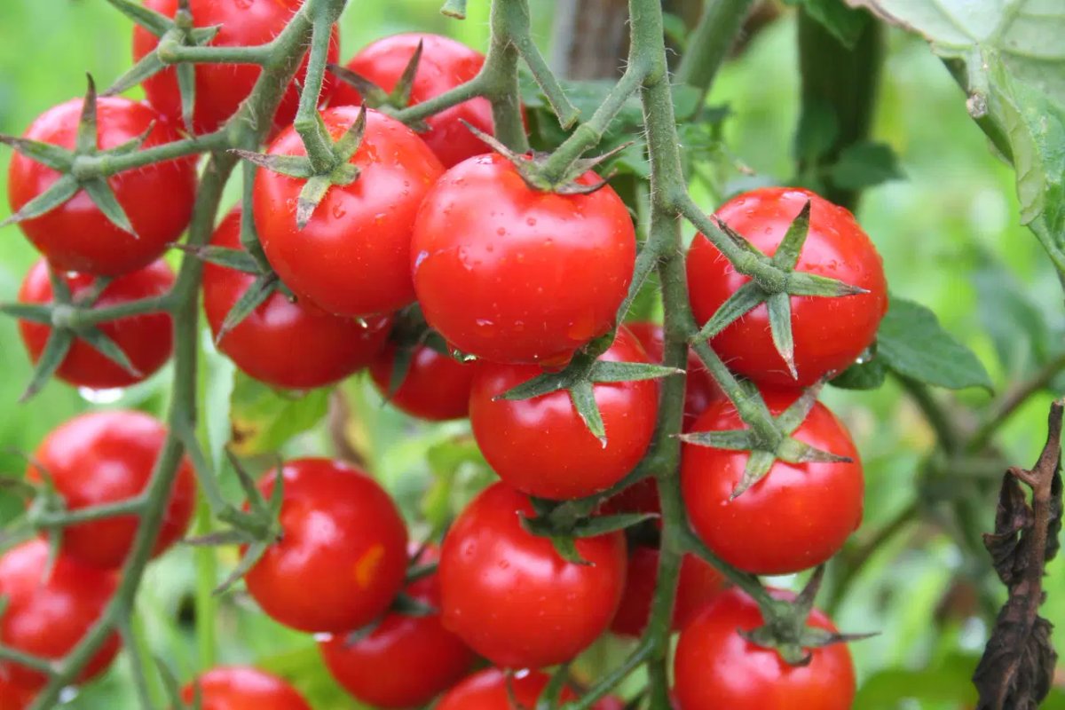 Bilim İnsanları Tarafından 'Patlamış Mısır Aromalı' Domatesler