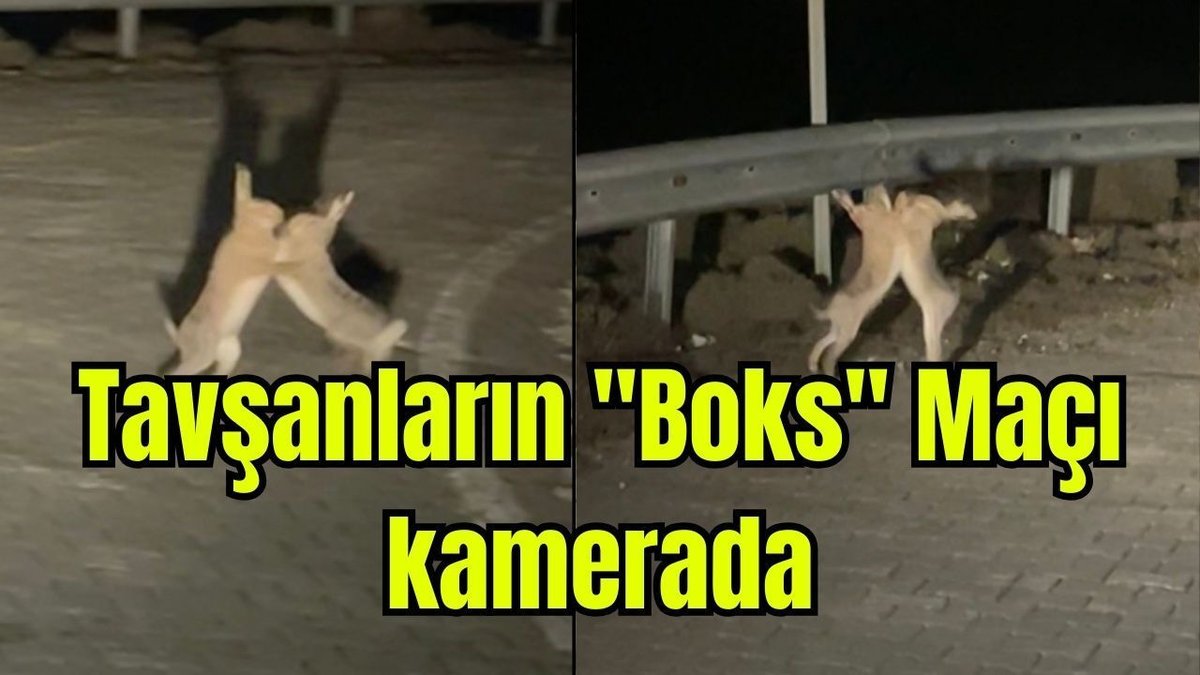 Çanakkale'de Eğlenceli Anlar: Tavşanların "Boks" Müsabakası (Video)