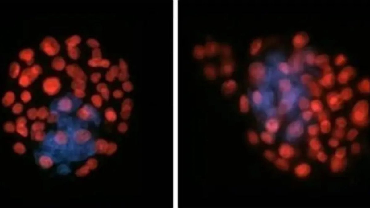 Uzayda Bebek Sahibi Olmak Mümkün Mü? Spermler Test Edildi!