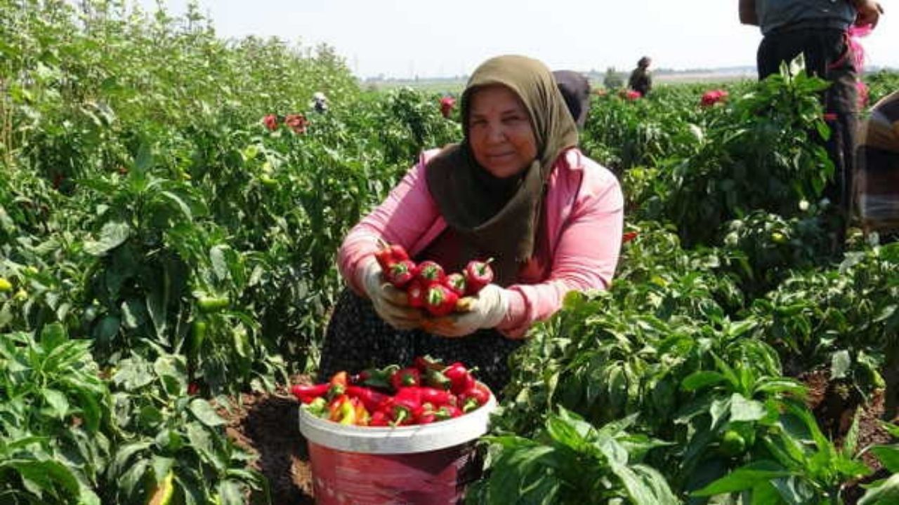 Bafra Ovası’nda Kırmızı Elmas Kapya Biber Hasadı Başladı