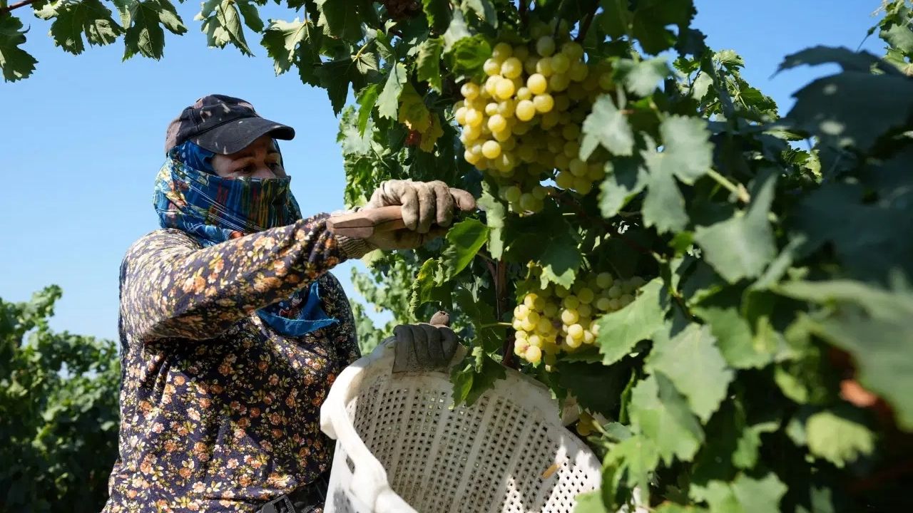 Siirt’in Tayfi Üzümü Avusturya Sofralarına Ulaşıyor