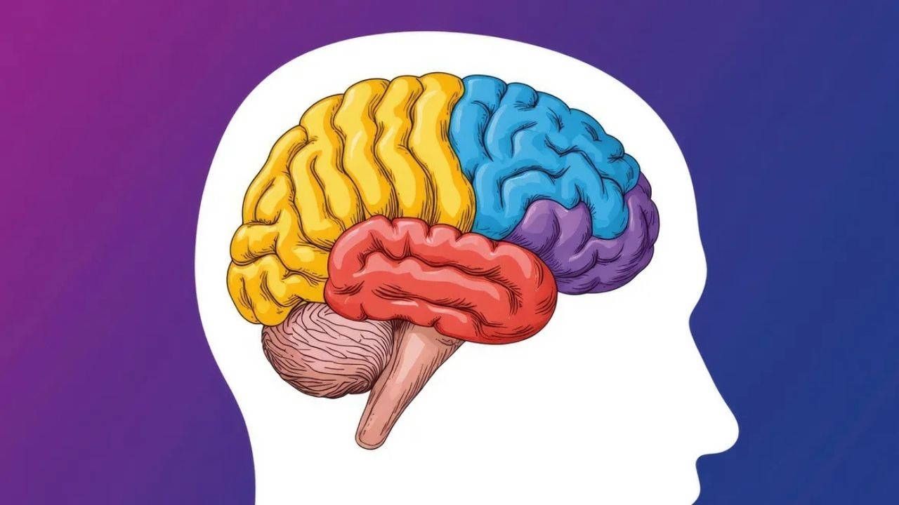 İleri Yaşta Beyin Sağlığı İçin Zihinsel Aktivitelerin Önemi Ortaya Çıktı