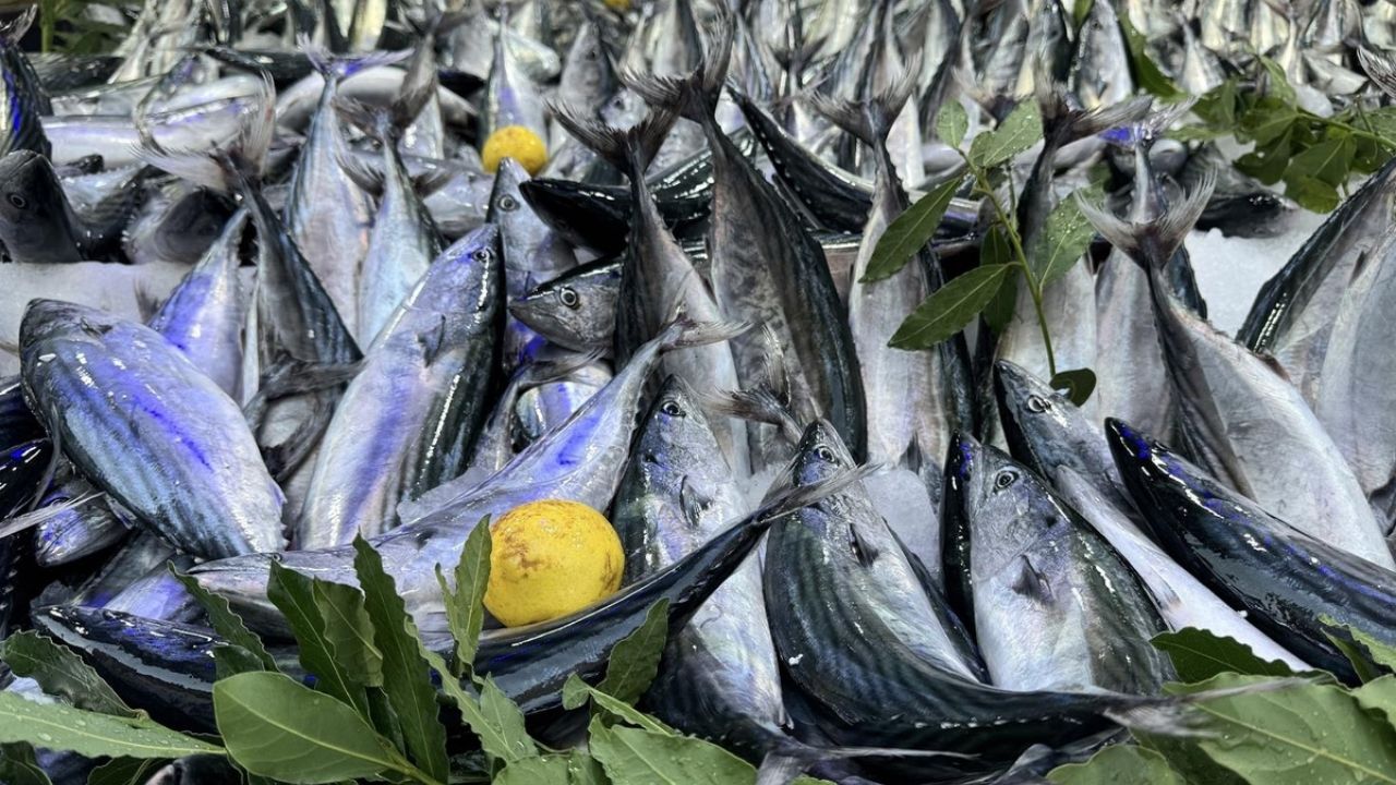Palamut Bolluğu Fiyatları Düşürdü, Balıkçılardan Av Molası Çağrısı