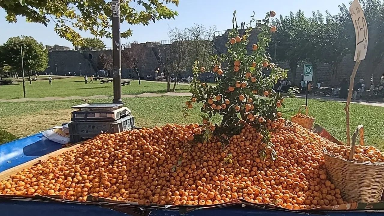 Aydın Dağlarında Yetişiyor: Alıç Meyvesinin Kilosu 150 Lira