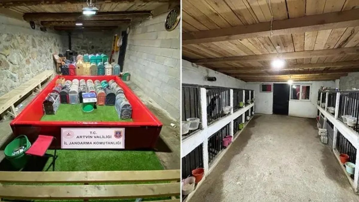 Artvin’de Horoz Dövüşüne Jandarma Baskını: 39 Kişiye Yarım Milyon TL’yi Aşan Ceza