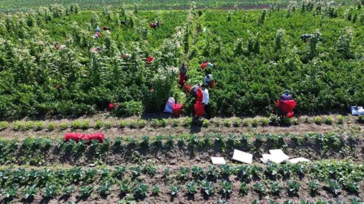 Kızılırmak Ovasında Kışlık Sebze Bereketi İçin 90 Günlük Geri Sayım Başladı