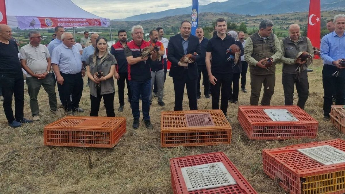 Erbaa’da Kene Mücadelesine Doğal Destek: 1500 Keklik Ve Sülün Doğaya Salındı