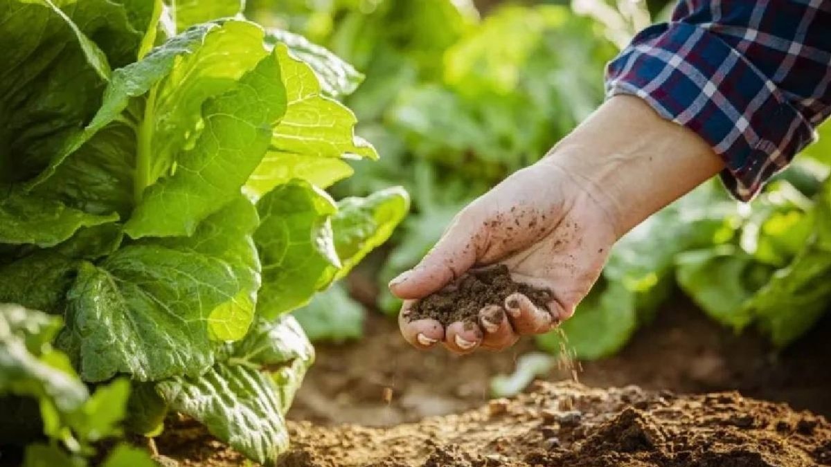 Tarlaya Gömülen Kot Pantolon Toprağın Sağlığını Ortaya Çıkarıyor