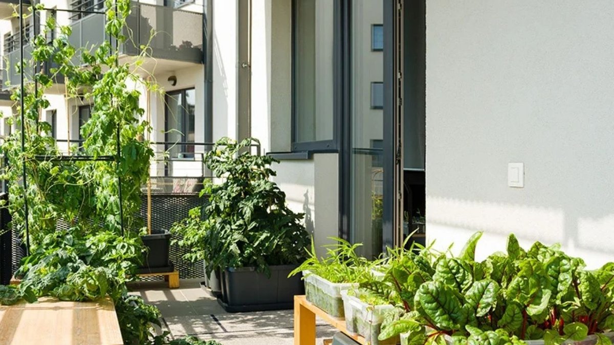 Balkonda Sebze Yetiştirme İçin Pratik Ve Verimli Yöntemler