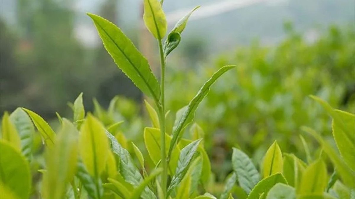 2026 Yılında Çay Alım Bedeli Belirlendi: 1 Kilogram 35 TL