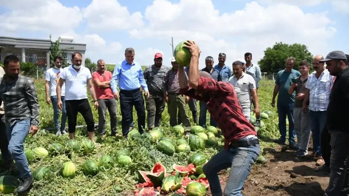 Üretici Zor Günler Yaşıyor Karpuzda Fide Maliyeti Bile Karşılanamadı