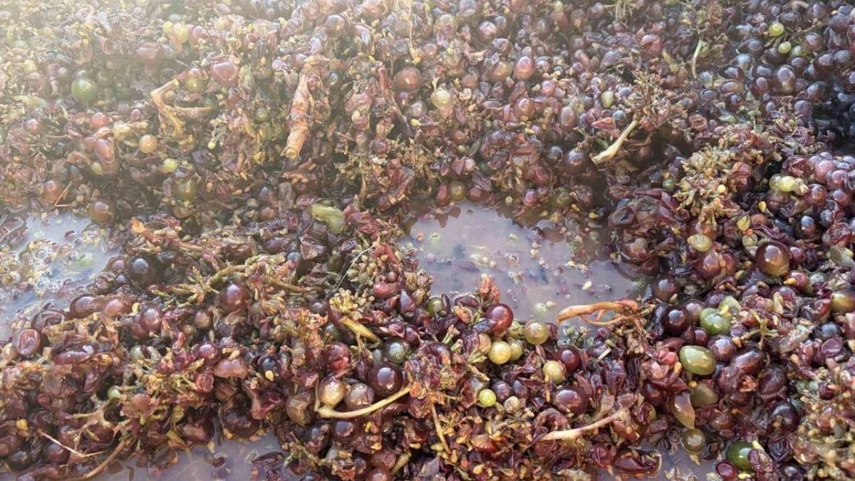 Kırklareli'nde Üzüm Festivalinde Geleneksel Hasat Coşkusu