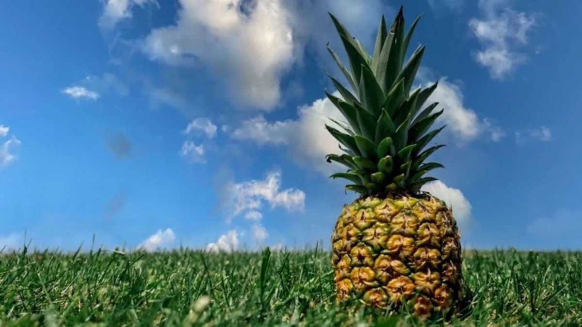 Ananas Tüketiminde Dikkat: Masum Görünümü Riskli Olabilir