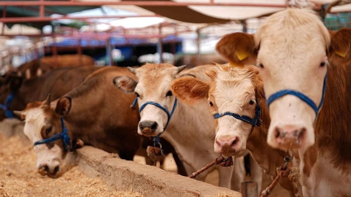 2026 Kurbanlık Fiyatları Rekor Kırıyor: Büyükbaş ve Küçükbaşta Yüzde 50’ye Varan Artış
